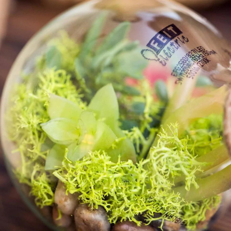 DIY bulb terrarium with feit electric bulb