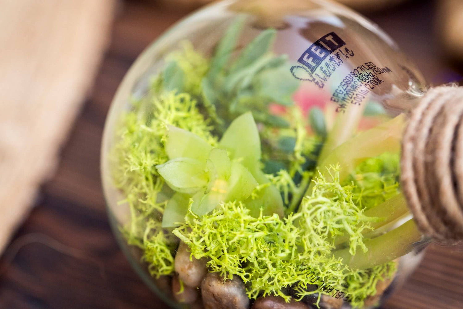 Hidden Treasures: Upcycle Old Bulbs Into a Tiny Terrarium