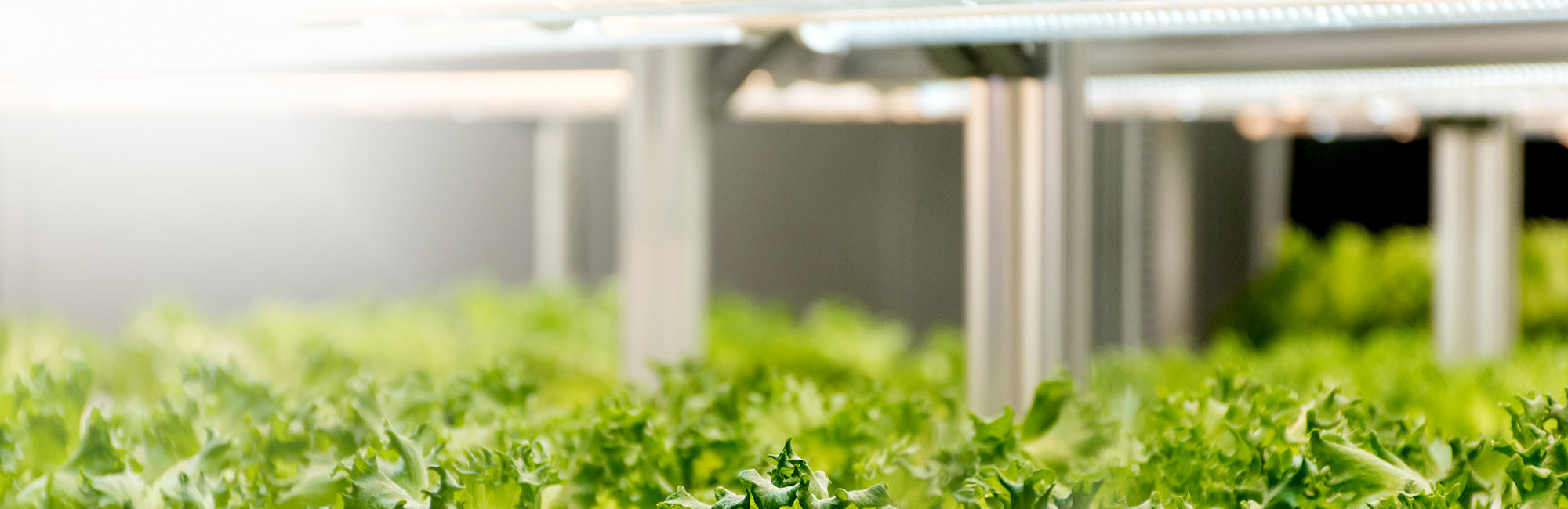 All Grow Lights Feit Electric