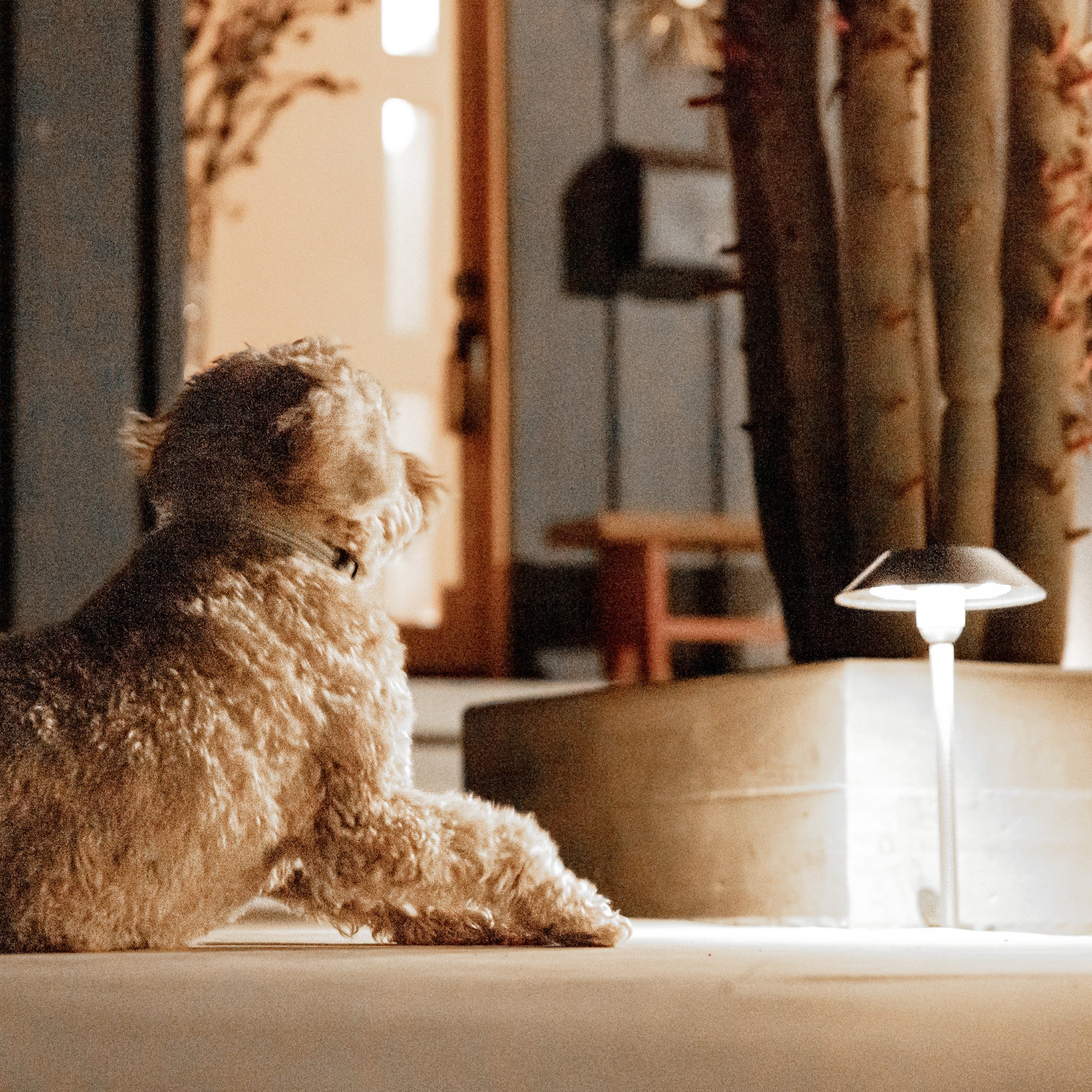 12 in. OneSync Landscape Bronze Solar Pathway Light