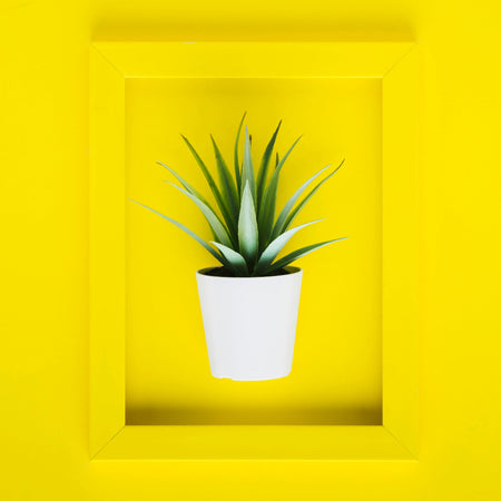 Potted plant in a white pot on a yellow background