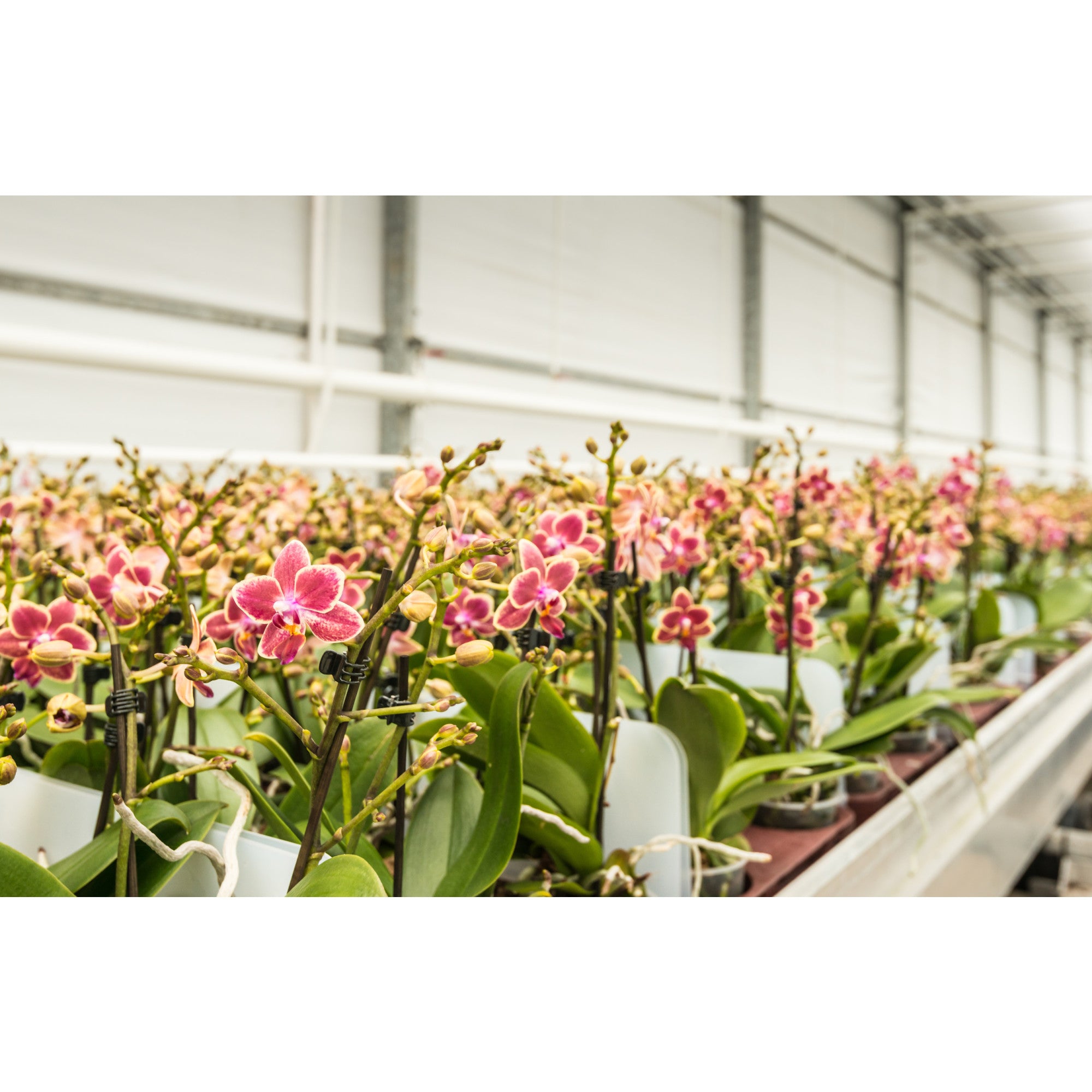 Mega EVO 720W LED Grow Light | HortiBloom