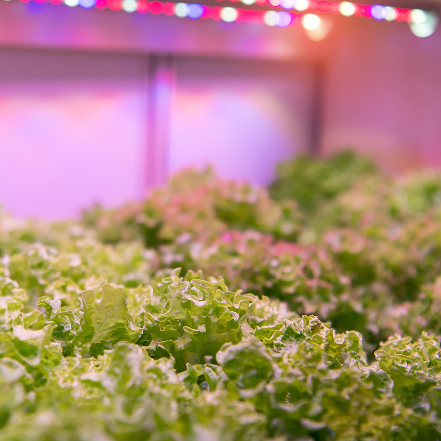 24 in. 32W Adjustable Spectrum LED Grow Light