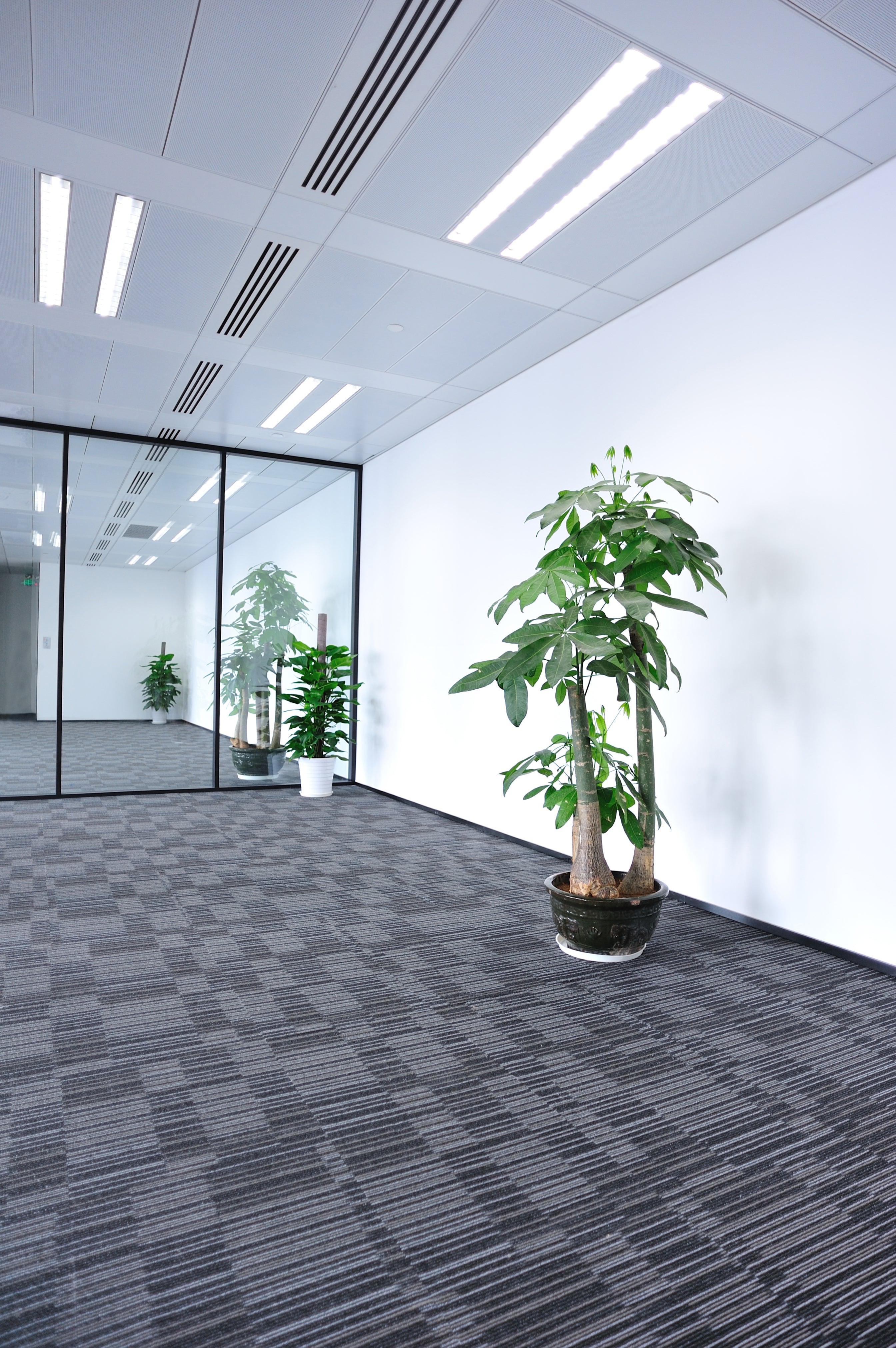 Office fluorescent LED Tube lights strips over plant